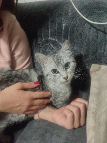 Sokakta bulundu acil sahiplendirmek lazım fotoğraf