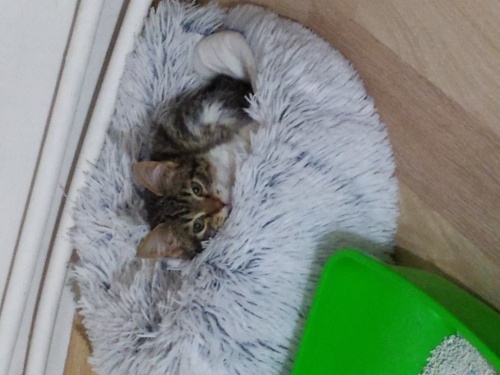 Onu görün mutluluğu tadın .acile meleğini bekliyor fotoğraf