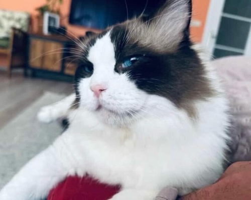 Muhteşem Karakteri ile Çok Güzel Bir Ragdoll fotoğraf