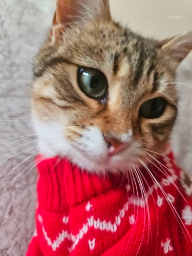 British shorthair sofya fotoğraf