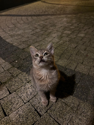 Minnoşa Yuva Arıyoruz fotoğraf