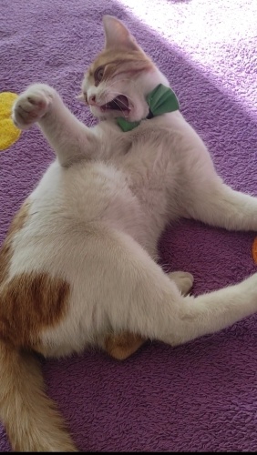 Çokkk uysal, çok dost bir sarman fotoğraf