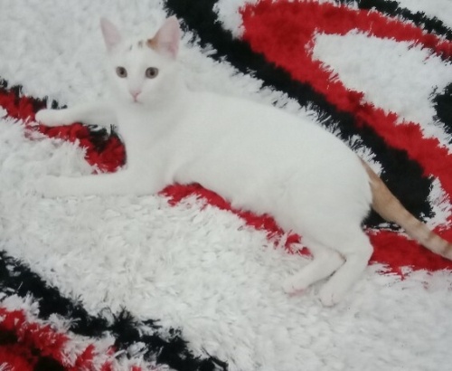 Zekalı tartışmasız biri fotoğraf