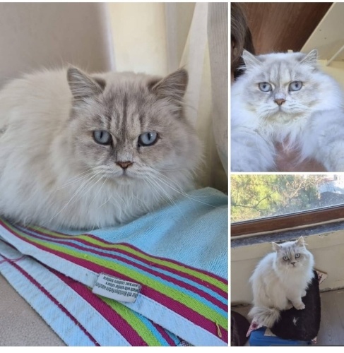 Kısır, harika bir yavru, çok cana yakın ve çok güzel fotoğraf