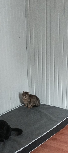 2aylik sevgi delisi bebeğe acil yuva fotoğraf