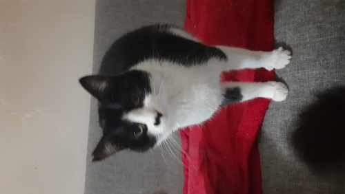 Geçici yuvasında fotoğraf