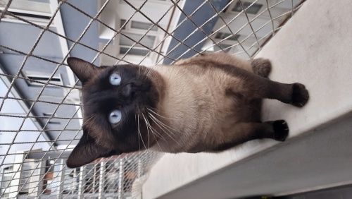 Geçici yuvasında fotoğraf