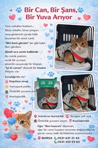 Beni Sahiplenecek Çok Şanslı fotoğraf