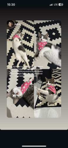 Kitoya acil yuva fotoğraf