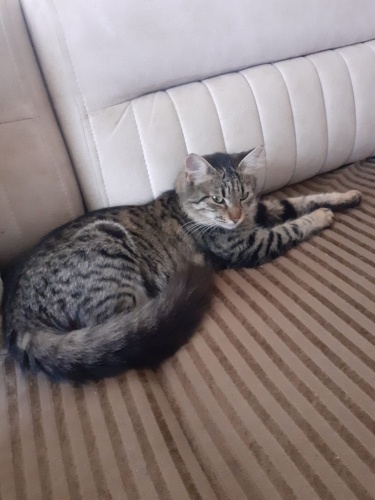 Acil yuva aranıyor fotoğraf