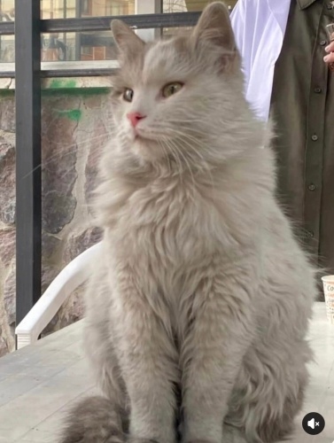 Kimyon yuva arıyor fotoğraf