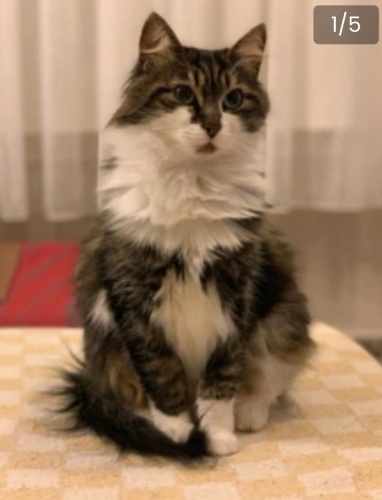 4 yaşında tatlılar tatlısı Leyla hanım fotoğraf