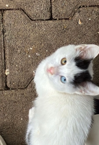 Üç kardeş arasından hastalıkları atlatabilen tek yavrumuza yuva arıyoruz fotoğraf