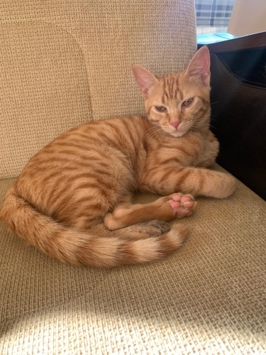 GÜZEL KALPLİLER LÜTFEN ACİL KALICIN YUVA VERELİM BU BEBEĞİMİZE LÜTFEN fotoğraf