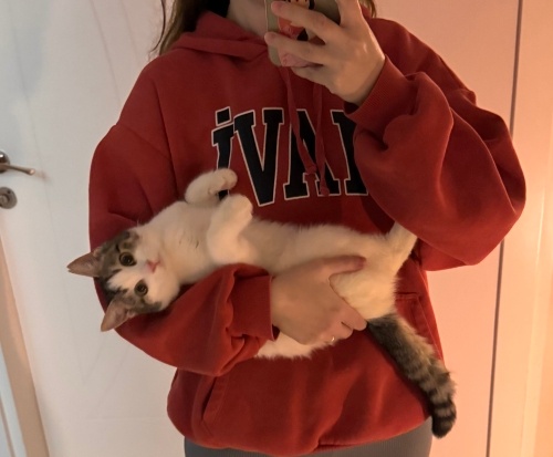 Karma aşıları tam,çipli,kısır,3 bacaklı ama hızla koşuyor fotoğraf