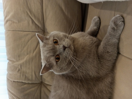 Sakin uysal sevecen fotoğraf