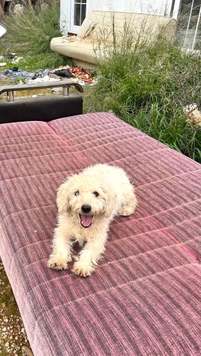 BU SOĞUKTA ÇÖPLÜKTE BİR DİVANDA 4 KİLOCUK BİR MALTESE KIZ🥺 fotoğraf