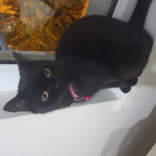 Sakinligi ve tuy dokmemesiyle unlu bombay kedisi fotoğraf