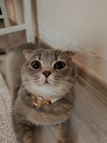 Nova yuva arıyor fotoğraf