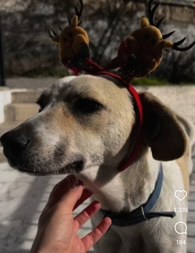 LABRADOR MELEZİ KISIR‼️ACİİLL ‼️ fotoğraf