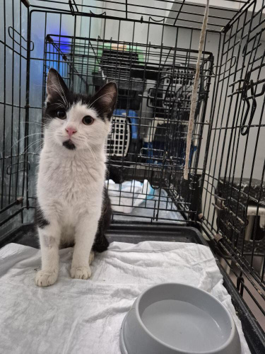 Minik Yuva Arıyor fotoğraf