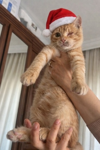 Sarman YUVA ARIYOR !!!!! fotoğraf