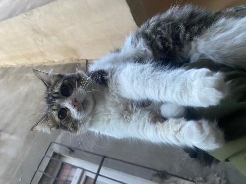 Ömürlük yuva arıyoruz fotoğraf