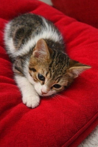 Ömürlük Yuva arıyoruz fotoğraf