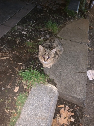 ENGELLİ CANLARA ÖNCELİK fotoğraf