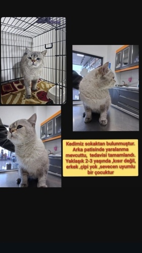 Sokakta Bulundu Acil Yuva fotoğraf