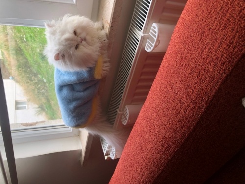 Kucak manyağı iran kedisi fotoğraf