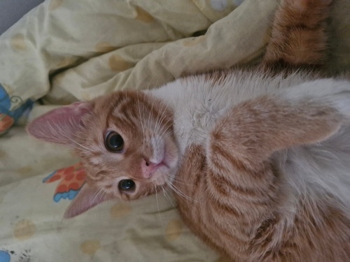 Mars ailesini arıyorr fotoğraf