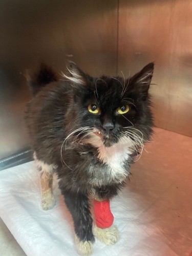 Zobiciğime yuva fotoğraf