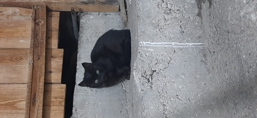 Küçük kara kız Karamel için sevgi dolu birini arıyorum fotoğraf