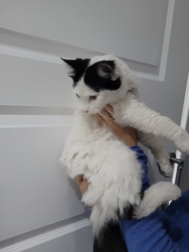 Bir bakışta aşık olacağınız, pofidik tüylü sevgi dolu bir minik✨🩵 fotoğraf