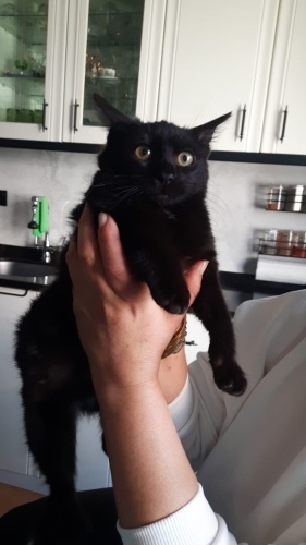 YAVRU KEDİ PATİ TEKİRDAĞ fotoğraf