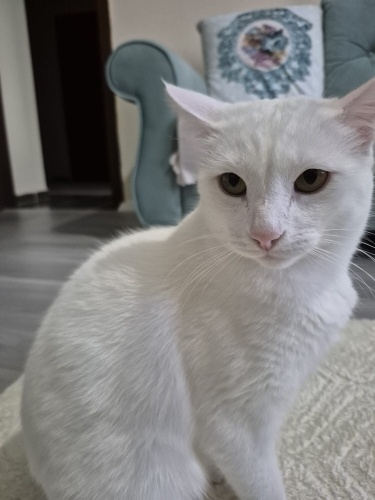 KAYMAK HANIM YUVA ARIYOR fotoğraf