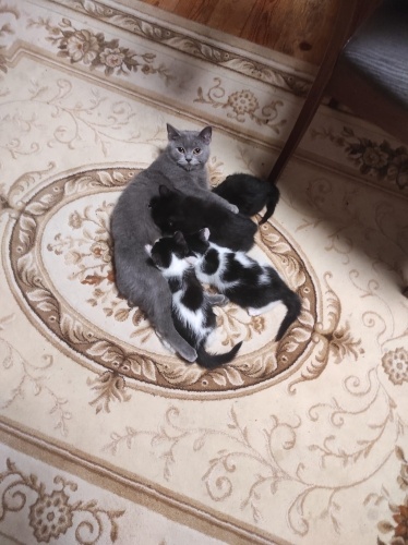 gerçek bir yuva fotoğraf