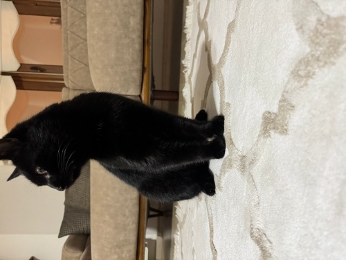 Zeytin kız yuva arıyor fotoğraf