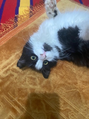 Dünya tatlısı kızımıza ömürlük yuva fotoğraf