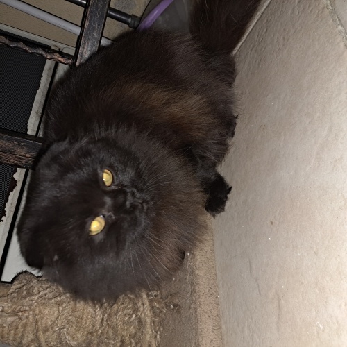 ÜcretsiZ sahiplenme fotoğraf