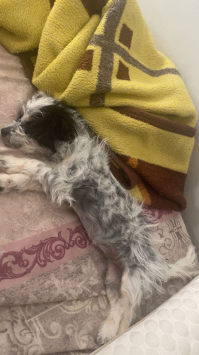 Çok tatlı yavrumuza geçici yuva fotoğraf