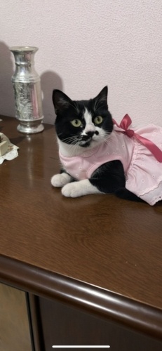 Güzel kıza acil yuva arıyoruz fotoğraf