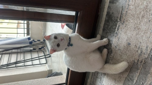 Oyuncu,uysal bir kedi fotoğraf