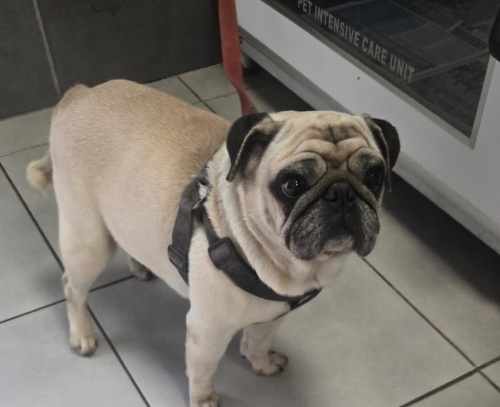 4 yaşında erkek yuva arıyoruz fotoğraf