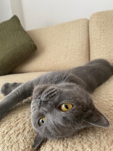 Sakin sevgi dolu 2 yaşında dişi kedimiz yeni yuvasını arıyor fotoğraf