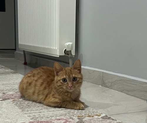 Ömürlük yuva arıyoruz fotoğraf