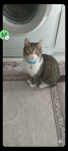 Rukiye kızımıza ömürlük yuva arıyoruz fotoğraf