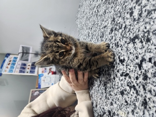 Ölmek üzereydi, iyileşti ve ömürlük yuvasını arıyor fotoğraf