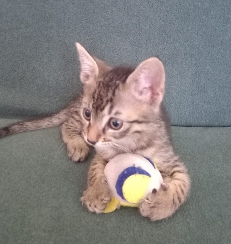 Acil yuva aranıyor fotoğraf